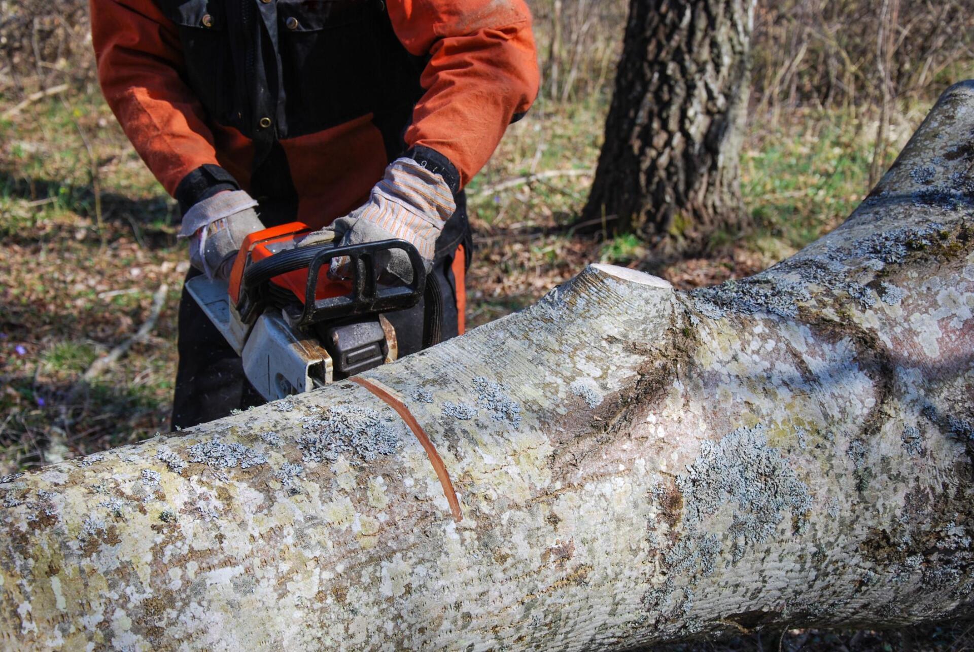 tree removal schaumburg il