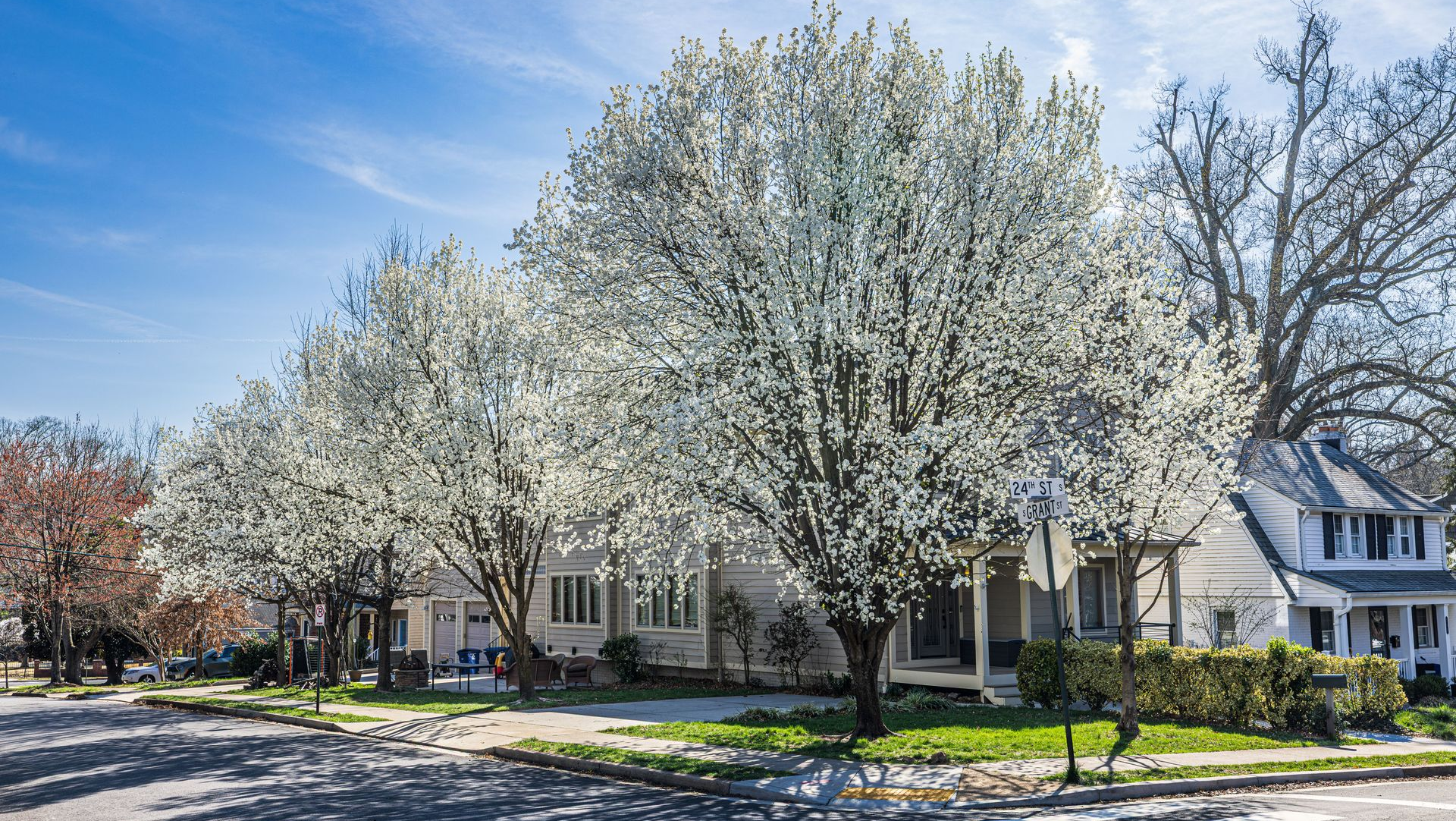 White-blossomed tree in front of a suburban house on a sunny street