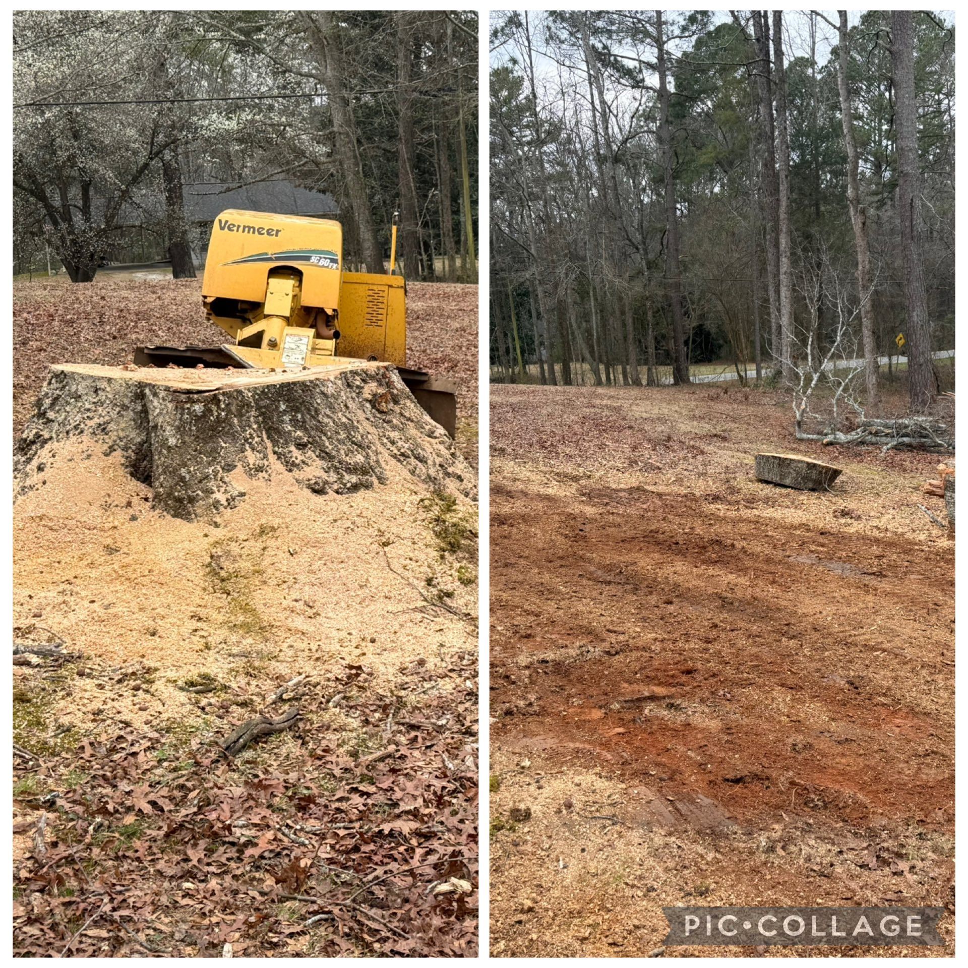 Tree stump and sawdust after a cut pine tree, with a yellow wood chipper in the woods.