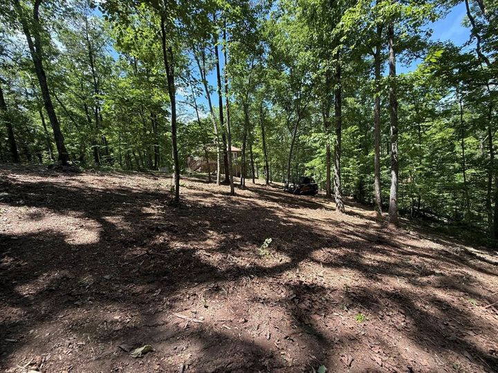 Wooded hillside with sunlight filtering through green trees and dry leaf-covered ground
