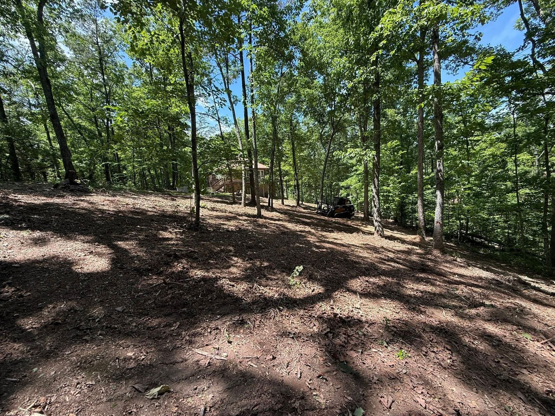 Wooded hillside trail with dappled sunlight and tall green trees