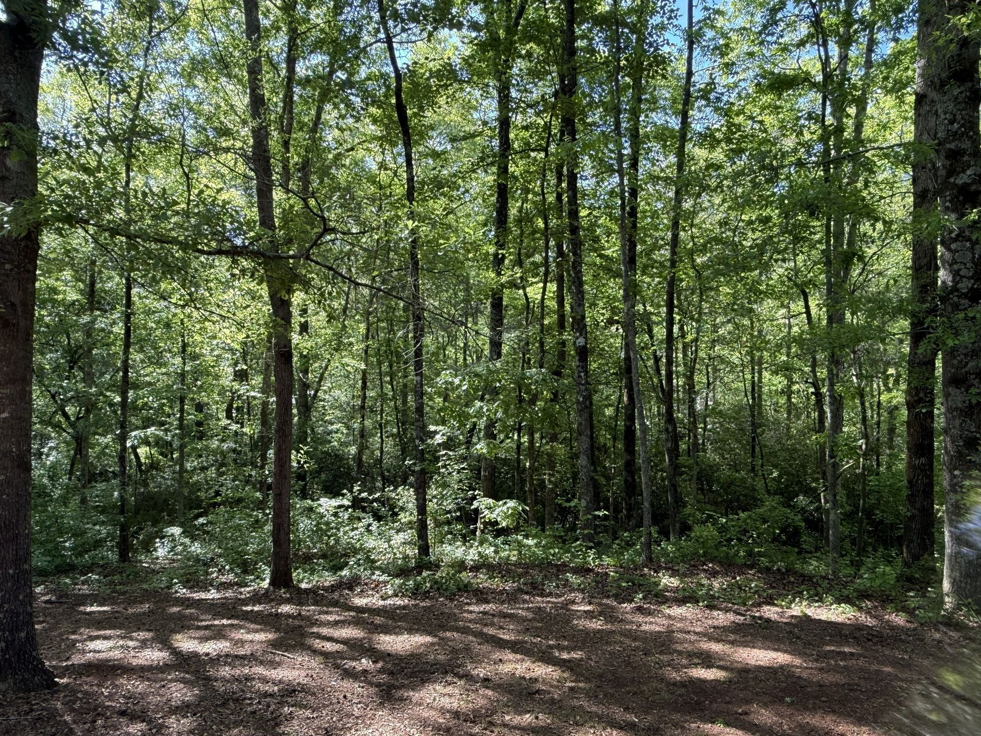 Wooded forest clearing with tall green trees and sunlight filtering through the leaves.
