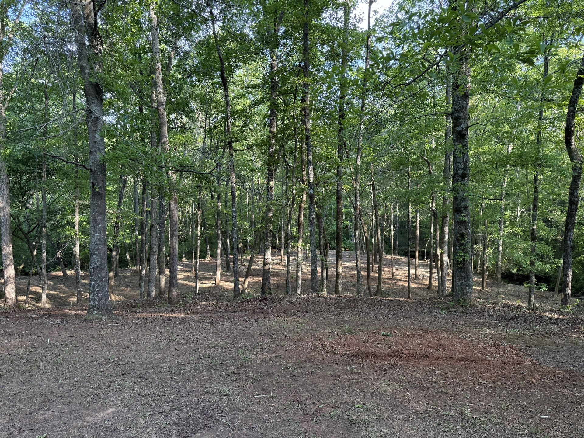 Wooded clearing with tall green trees and a leaf-covered forest floor