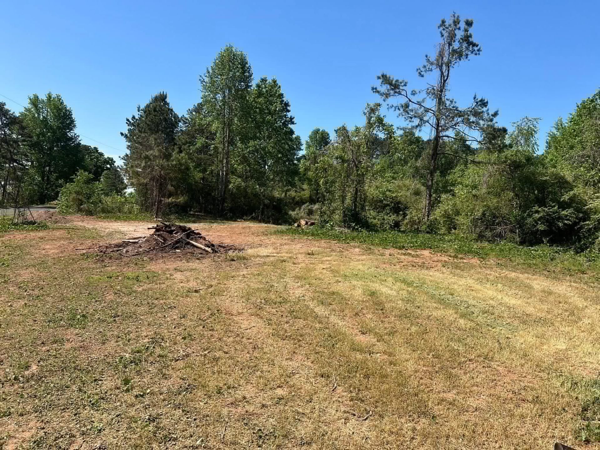 Sunny grassy clearing with scattered trees and a small brush pile under a blue sky