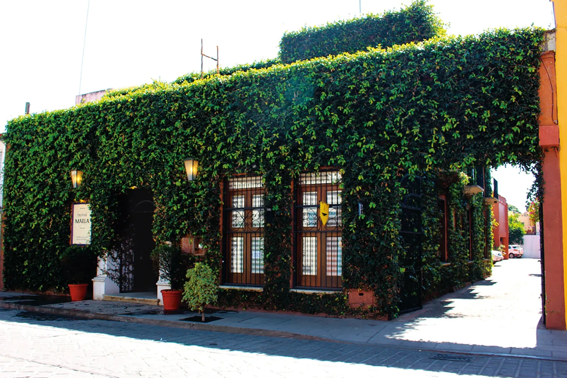 Vista a nivel de calle de la fachada de un edificio cubierta de una espesa hiedra verde, con ventanas enmarcadas.
