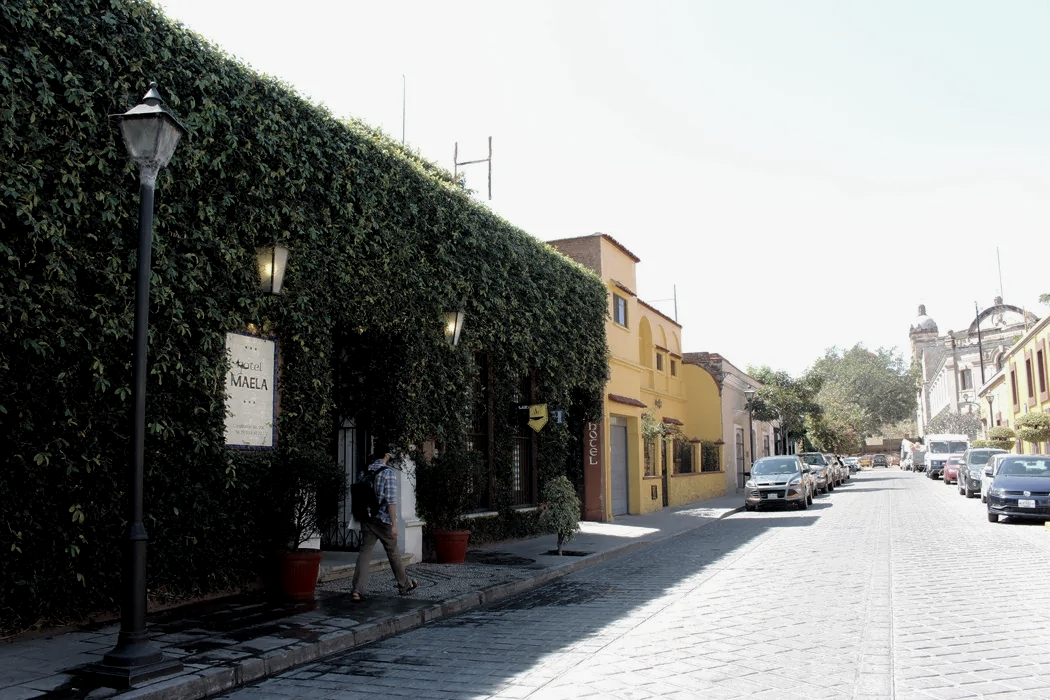 A cobblestone street in a historic town, featuring a wall covered in dense green vines, parked cars, and a clear sky.