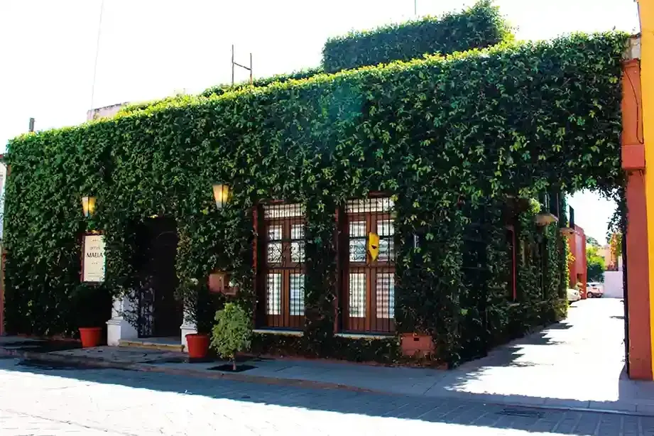 A single-story building covered in thick green vines, featuring wooden-framed windows and an adjacent cobblestone path.