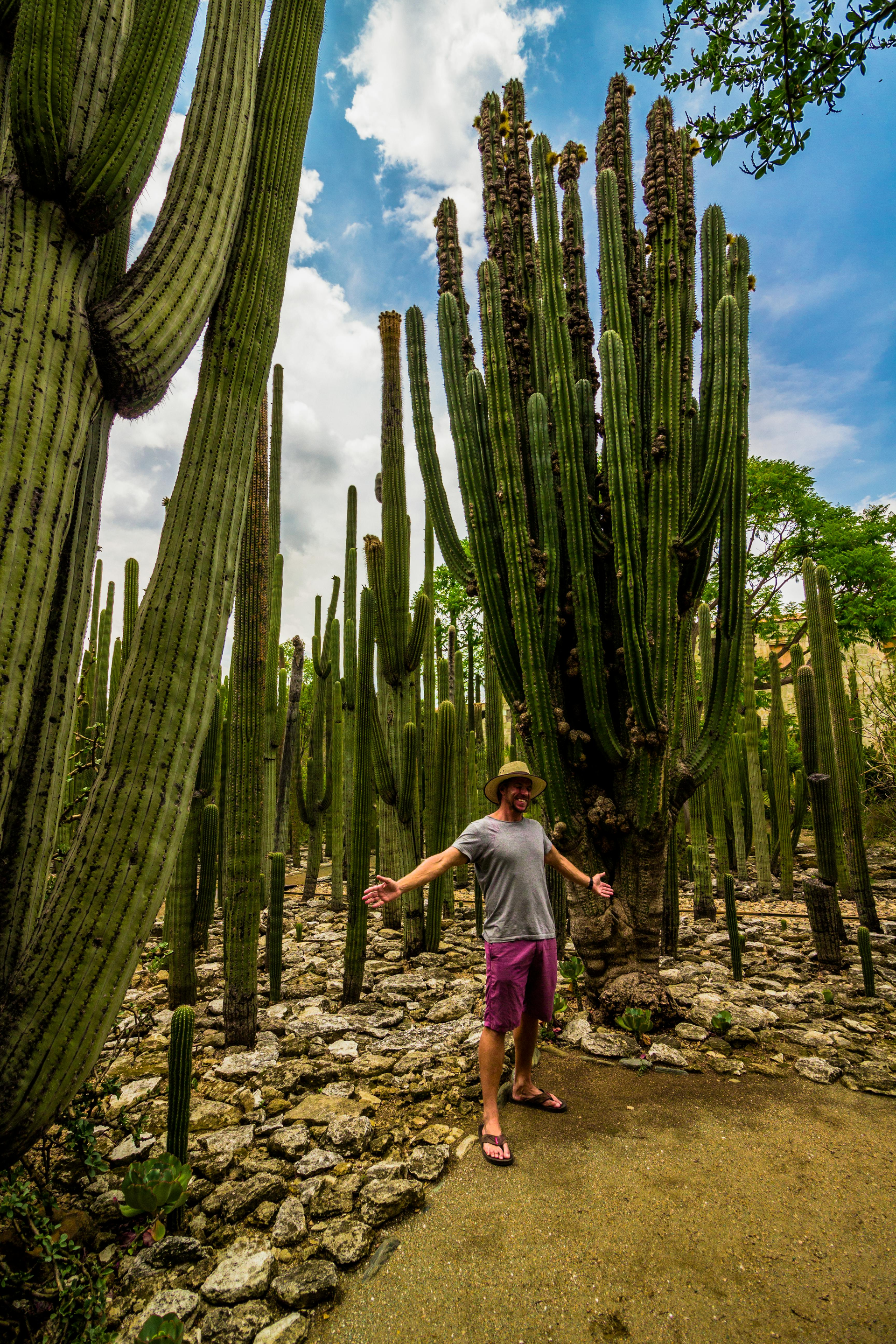 Una persona permanece de pie con los brazos extendidos en un bosque de cactus altos y columnares bajo un cielo.