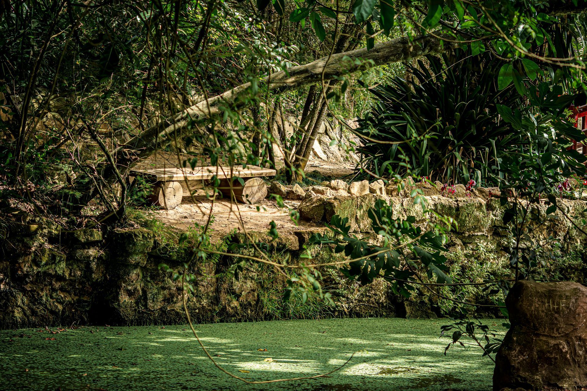 Un banco rústico de madera se encuentra a la orilla de un estanque verde y frondoso en un bosque denso y soleado.