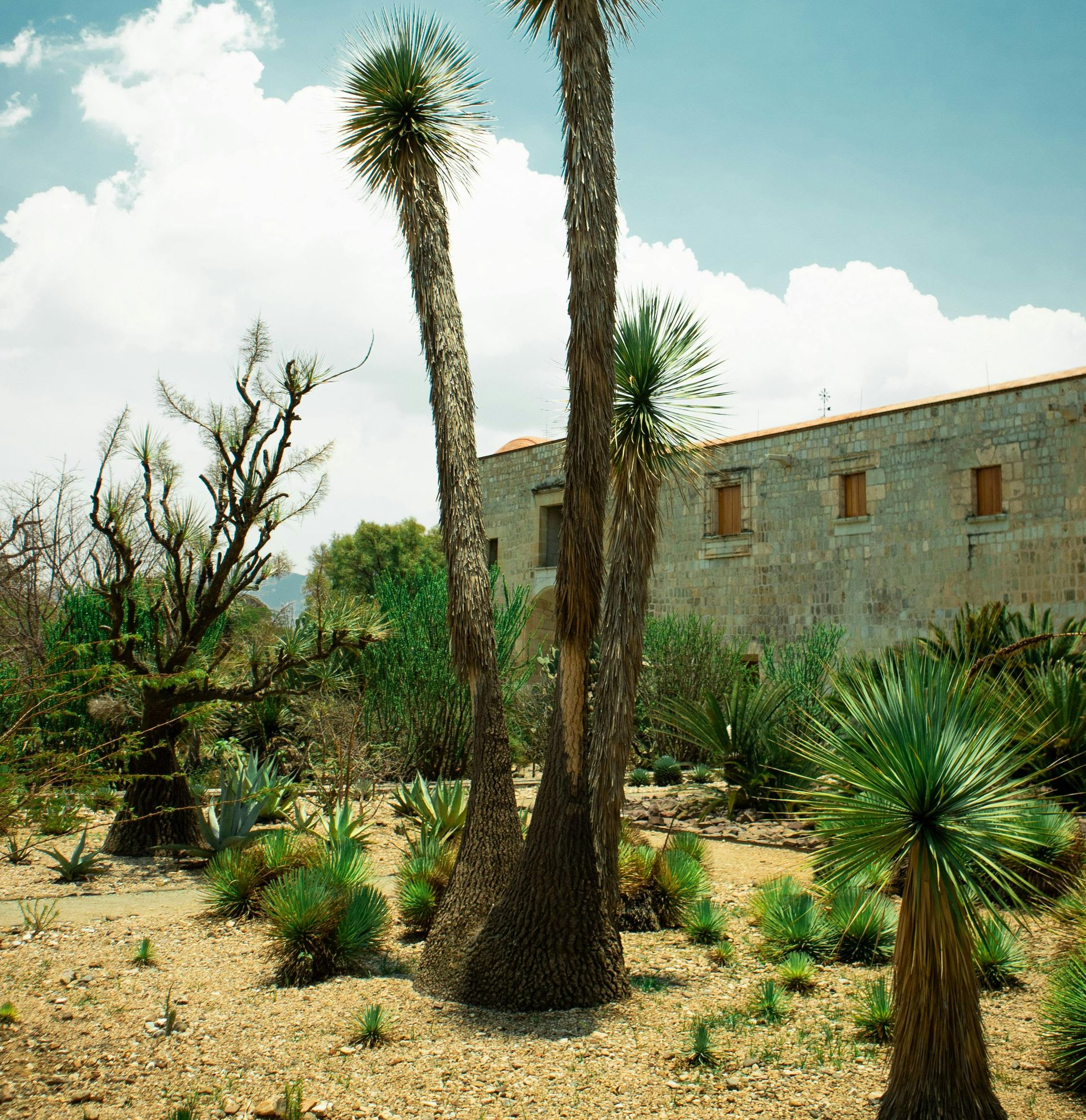 Árboles altos y ramificados del desierto y diversas plantas suculentas en un jardín arenoso frente a un edificio.