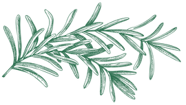 A drawing of a branch of rosemary on a white background.