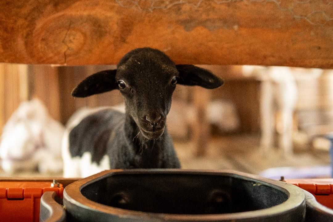 Ovelha na fazendinha do Rancho Texas Ubatuba, pousada com turismo rural e atividades para crianças.