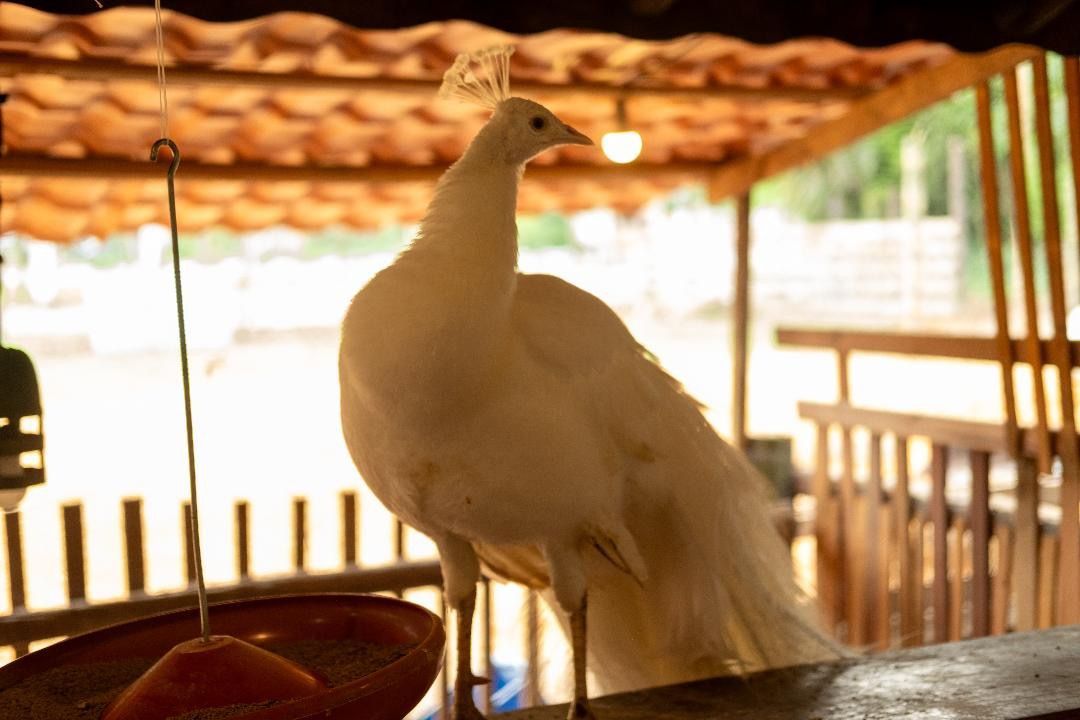 Pavão na fazendinha do Rancho Texas Ubatuba, pousada em Ubatuba com experiência rural e contato com animais para família.