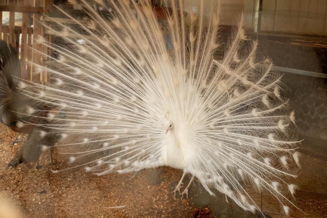 Pavão abrindo as penas na fazendinha do Rancho Texas Ubatuba, pousada com turismo rural e natureza na Serra do Mar.