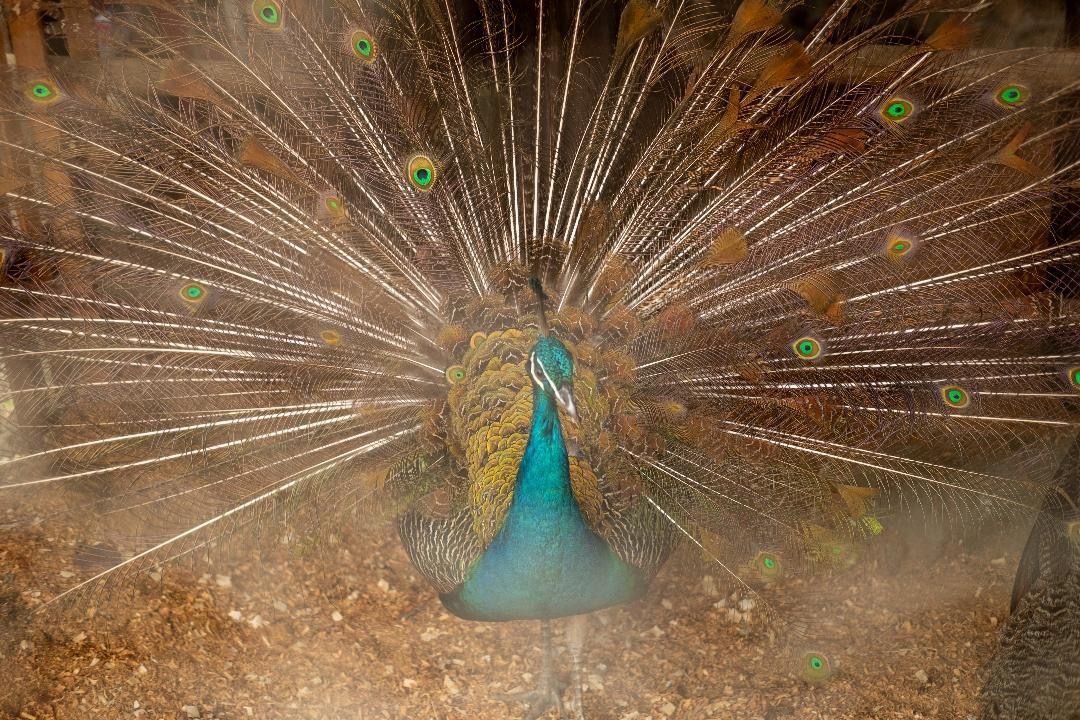 Pavão colorido na fazendinha do Rancho Texas Ubatuba, pousada com natureza, lago e experiência para família.