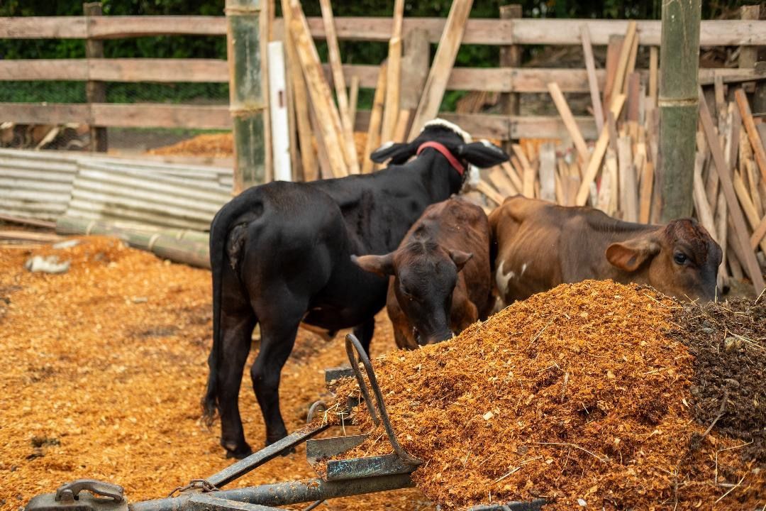Bezerro na fazendinha do Rancho Texas Ubatuba, hospedagem com experiência rural e contato com animais.