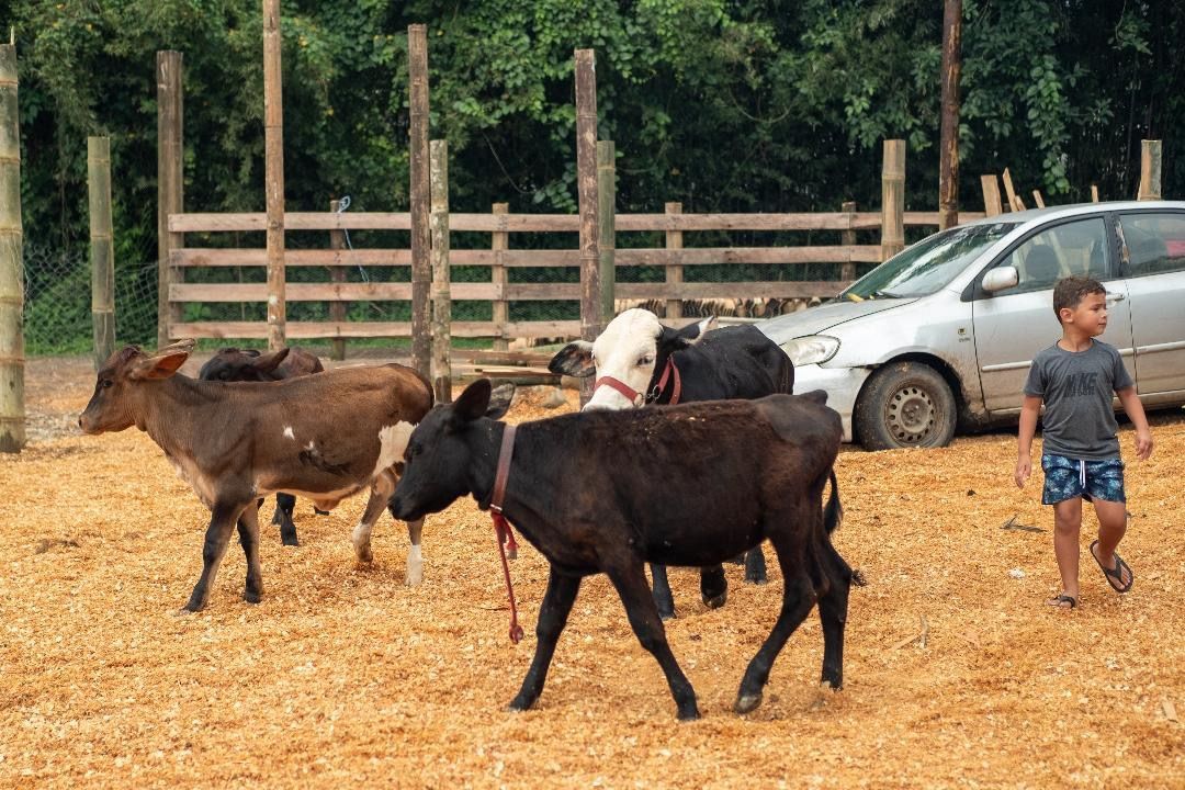 Mini vacas na fazendinha do Rancho Texas Ubatuba, pousada em Ubatuba ideal para crianças e famílias.