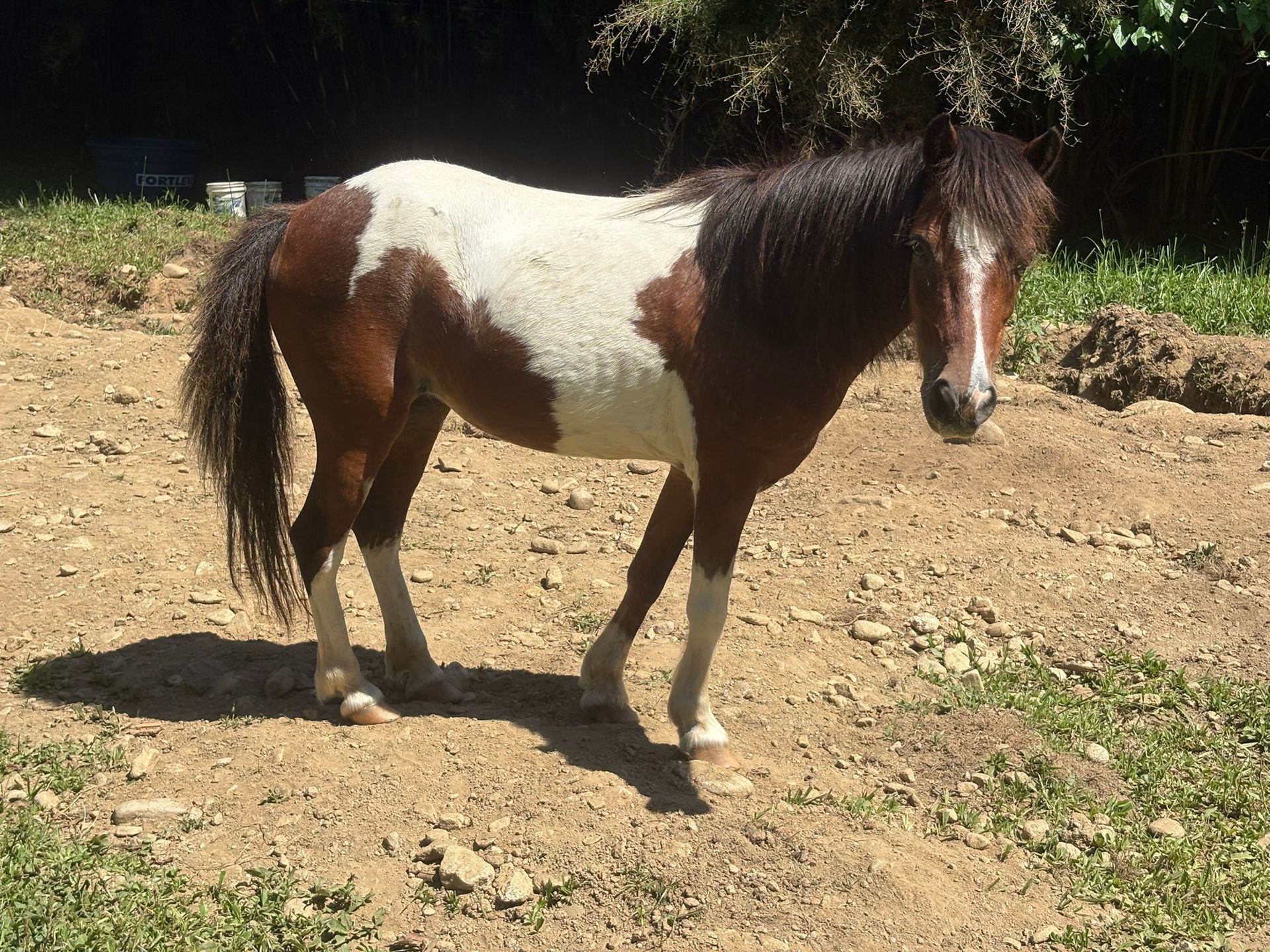 Mini cavalo na fazendinha do Rancho Texas Ubatuba, pousada com contato com animais e lazer em Ubatuba.