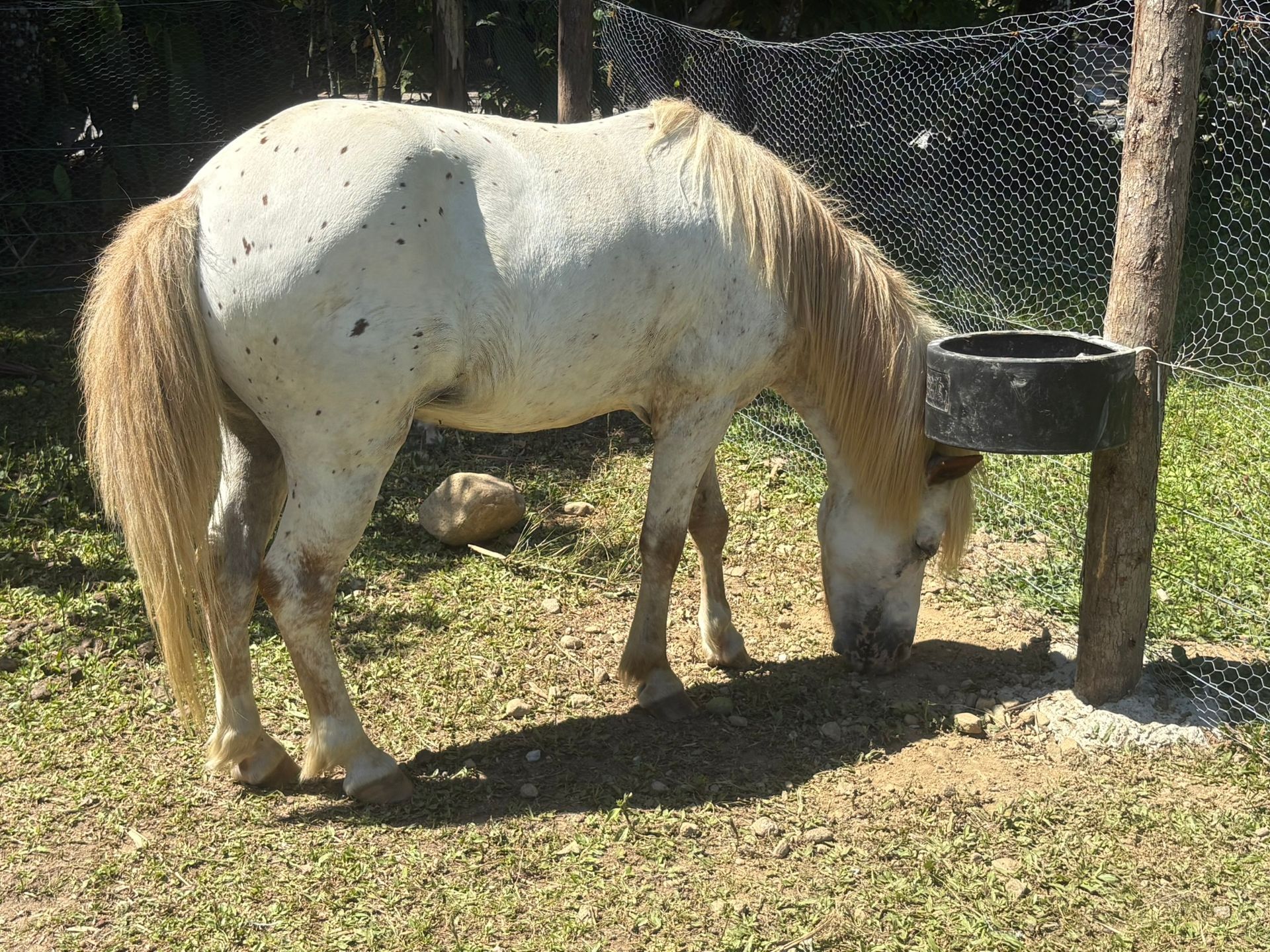 Ponei branco na fazendinha do Rancho Texas Ubatuba, hospedagem rural com natureza e tranquilidade.