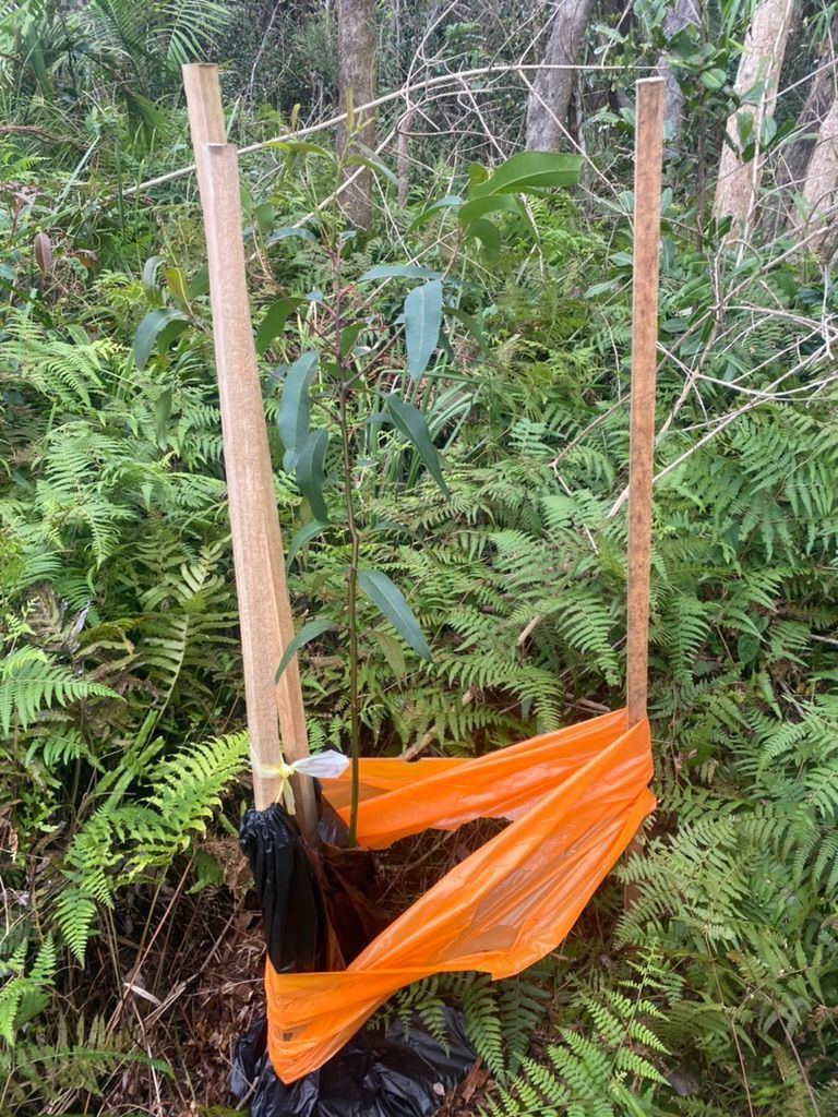 Young Tree Planted in a Forest, Protected by Orange Plastic — MNC Trees in Port Macquarie, NSW