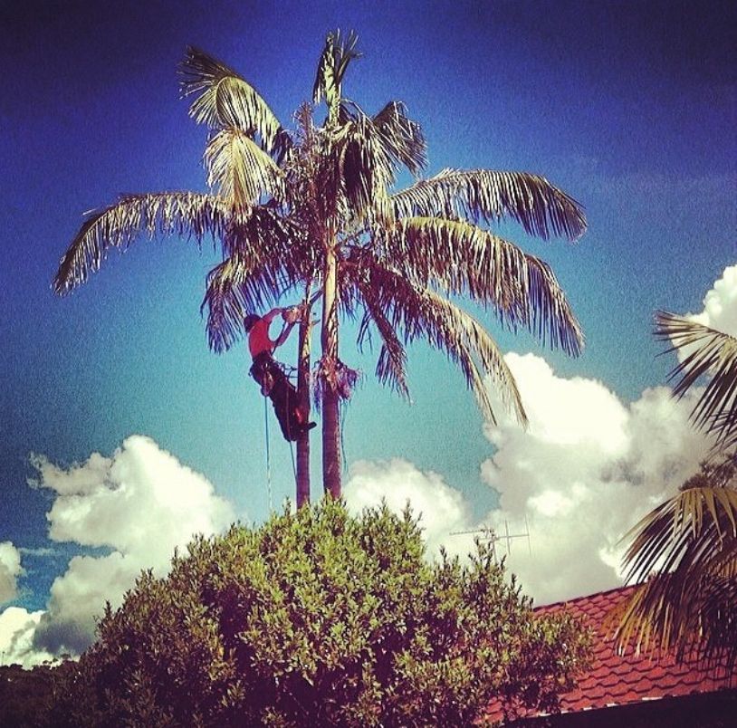 Man Trimming a Tall Palm Tree, Under a Bright Blue Sky With Clouds — MNC Trees in Wauchope, NSW