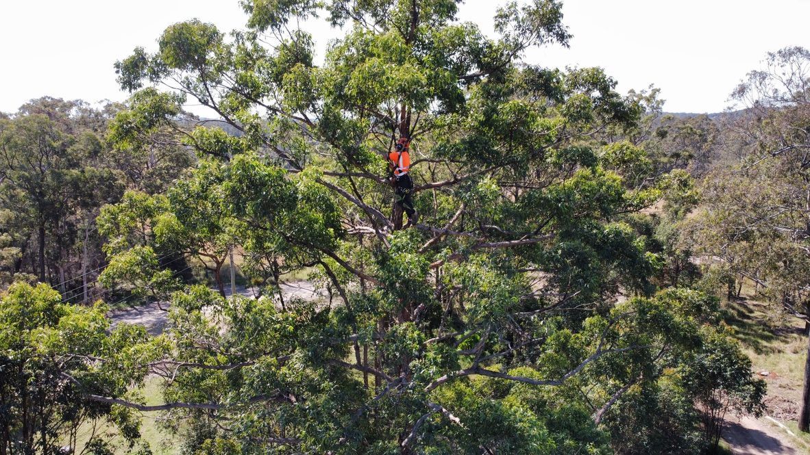 Person in orange working on the branches of a large tree in a forest. — MNC Trees in Port Macquarie, NSW
