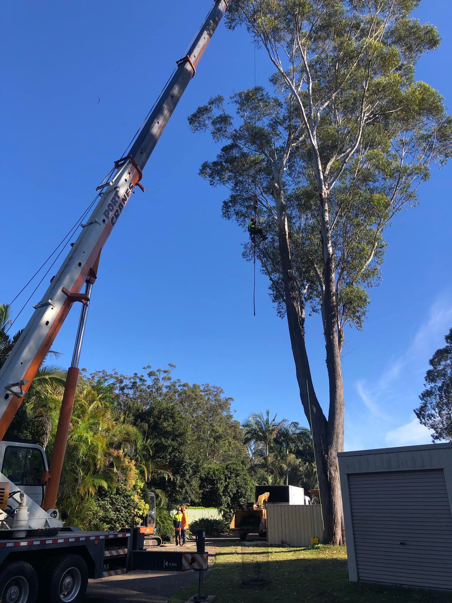 A Crane Removing Branches from A Tall Tree Under a Clear Blue Sky — MNC Trees in Lake Cathie, NSW