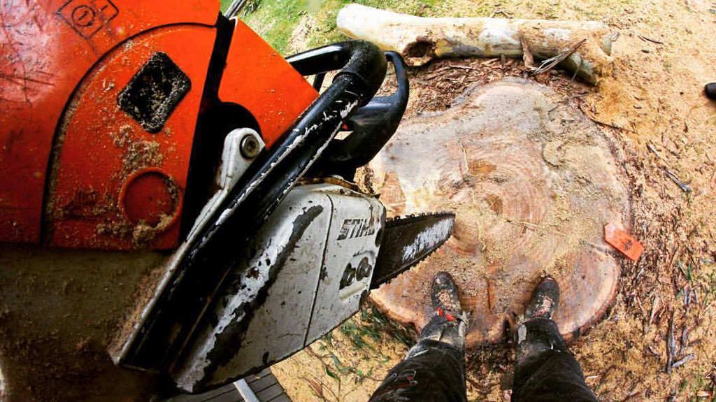 Chainsaw Cutting a Tree Stump, Orange and Black, Outdoors — MNC Trees in Bonny Hills, NSW