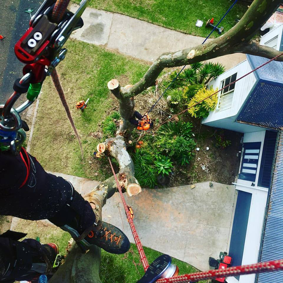 A Arborist in a Tree, Cutting Branches With a Chainsaw Near a House — MNC Trees in Kempsey, NSW