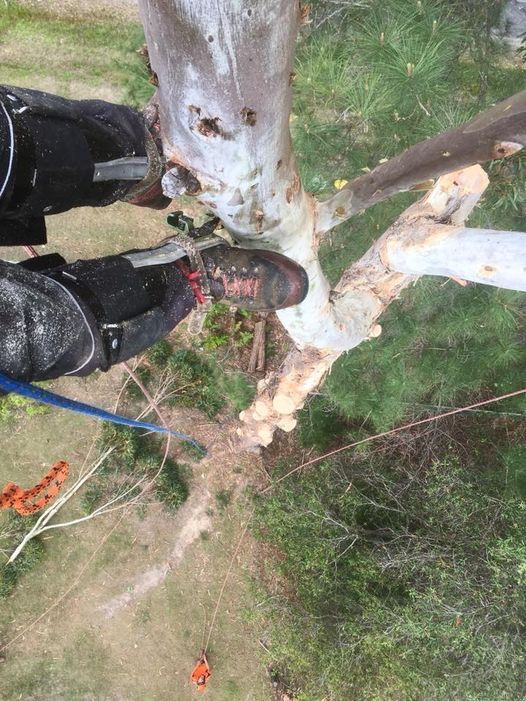Person in Tree Using Equipment, Cutting a Branch, Looking Down — MNC Trees in Bonny Hills, NSW
