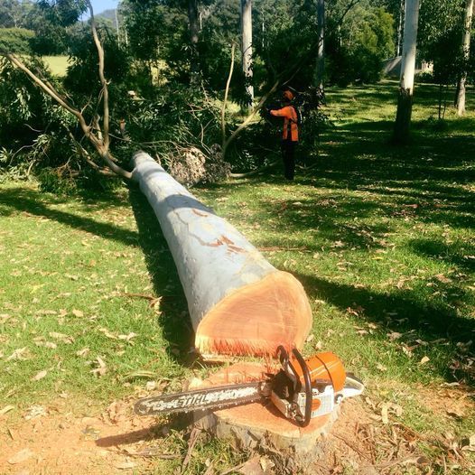 Felled tree with chainsaw on stump; arborist in orange, green grass, and trees in background. — MNC Trees in Bonny Hills, NSW