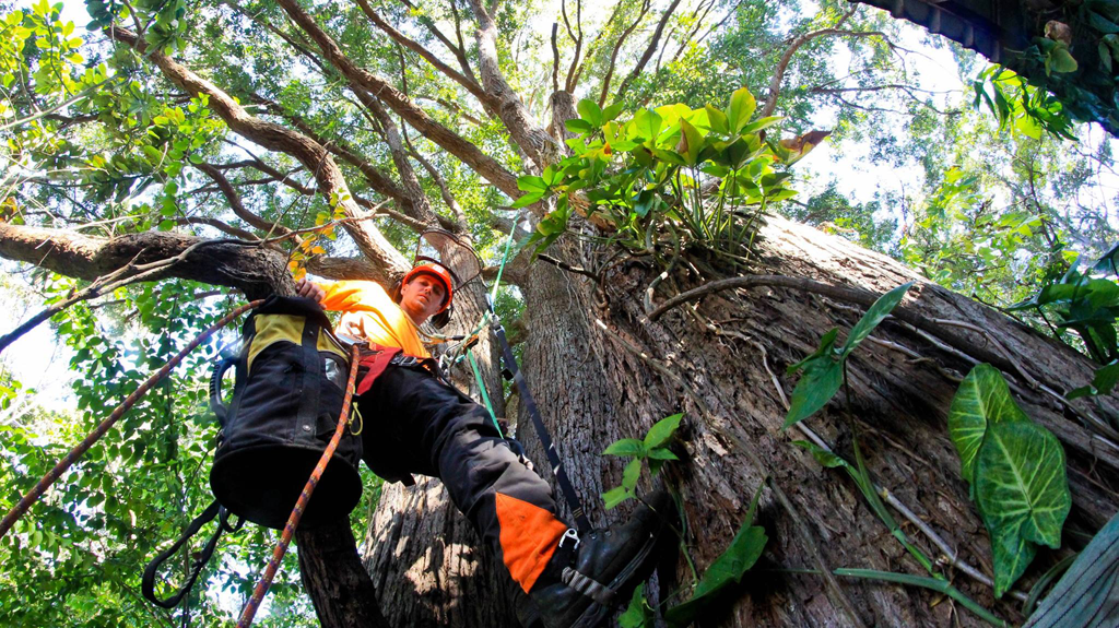 A Arborist Climbing a Giant Tree — MNC Trees in Lake Cathie, NSW