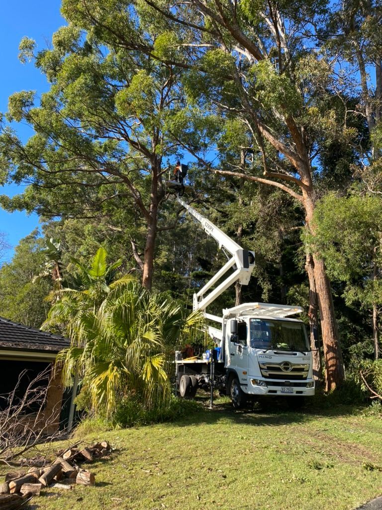 Tree trimming service; a worker in a cherry picker cuts branches from a large tree. — MNC Trees in Port Macquarie, NSW