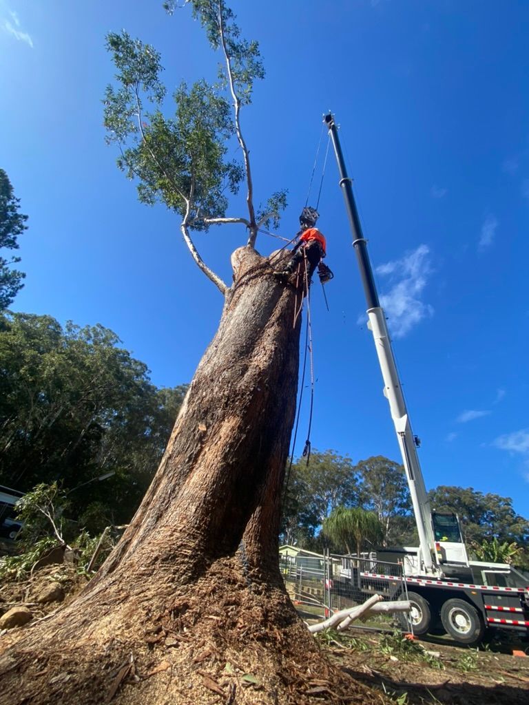 Arborist atop large tree being trimmed by a crane on a sunny day. — MNC Trees in Port Macquarie, NSW