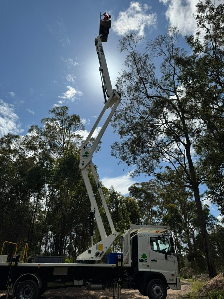 A worker in a lift trimming a tree against a bright sky. — MNC Trees in Port Macquarie, NSW