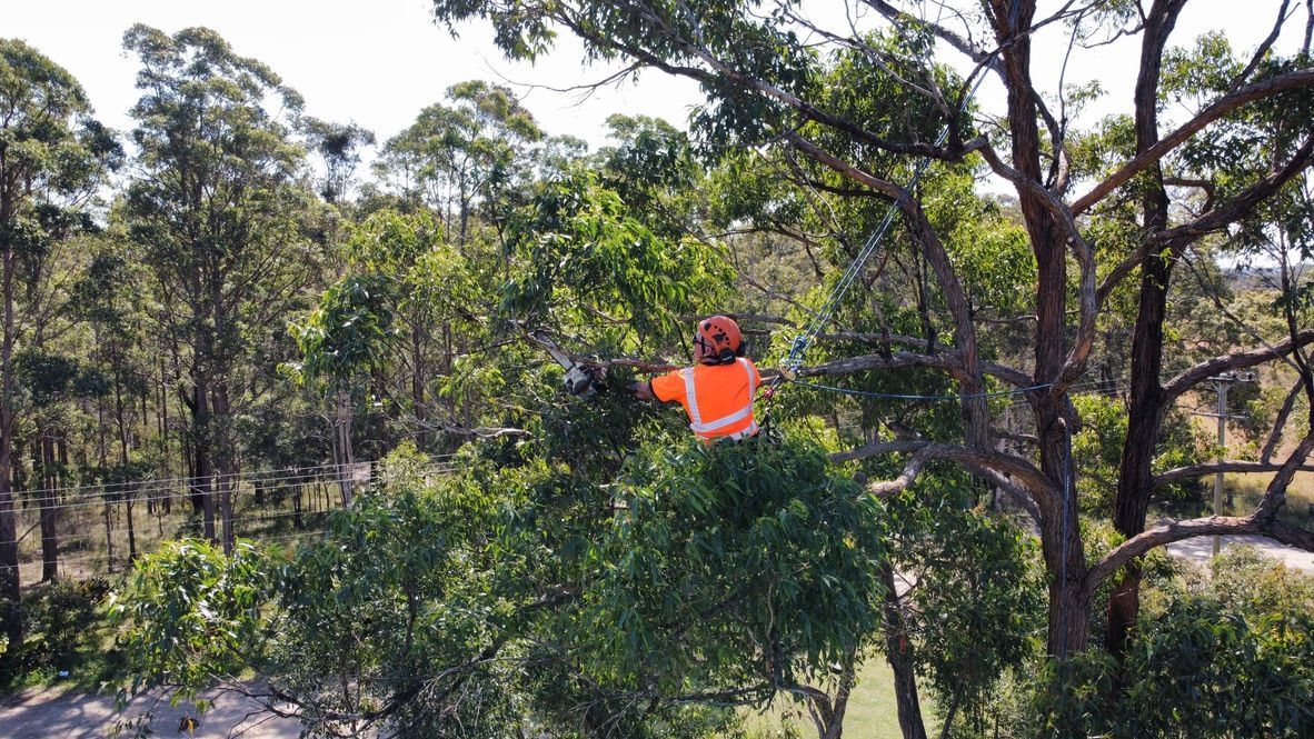 Arborist in Orange Vest and Hard Hat, Trimming Branches of a Tall Tree — MNC Trees in Wauchope, NSW