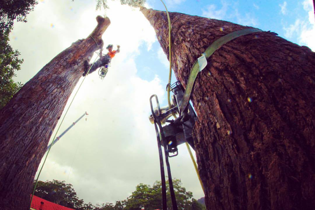 Two Arborists Felling Large Trees; One Climbing, One in A Lift — MNC Trees in Bonny Hills, NSW