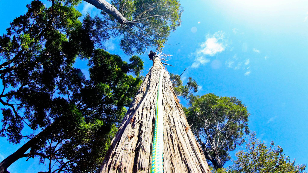 Person climbing a tree, looking up against a blue sky. — MNC Trees in Lake Cathie, NSW