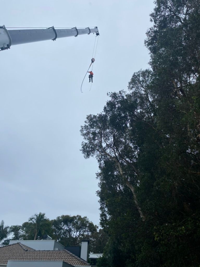 A Crane Lifting a Person Near Tall Trees. Gray Sky — MNC Trees in Wauchope, NSW