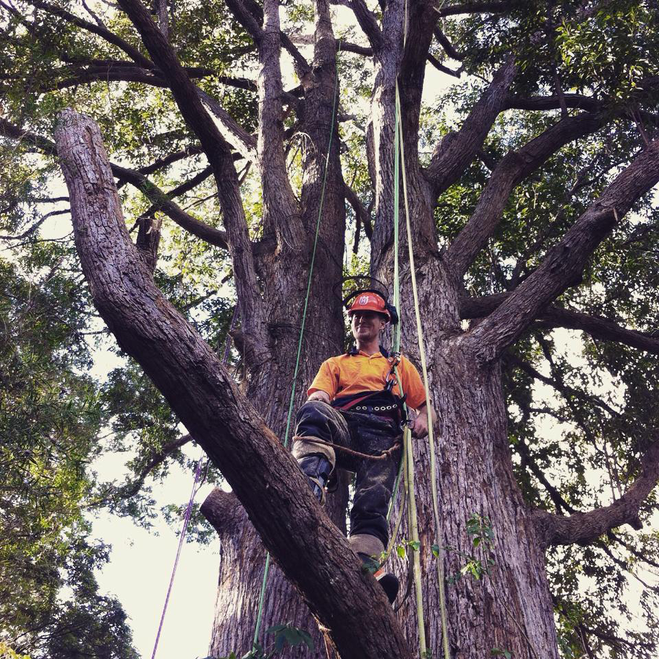 A Arborist in Safety Gear Atop a Large Tree, Holding Ropes — MNC Trees in Lake Cathie, NSW