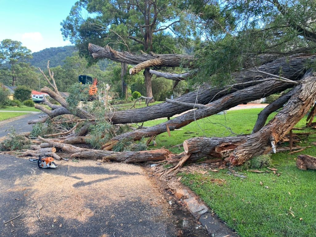 Arborists are Cutting Down Trees to clear space — MNC Trees in Port Macquarie, NSW