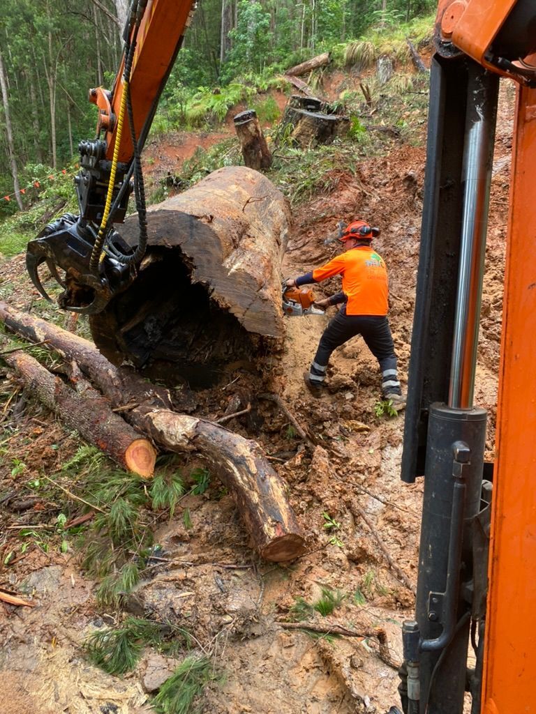 Logging: Worker in Orange Cuts Log with Chainsaw — MNC Trees in Bonny Hills, NSW