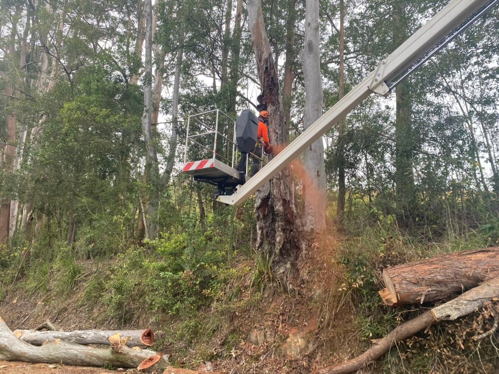 A Man Is Cutting a Tree with A Chainsaw from A Crane — MNC Trees in Port Macquarie, NSW