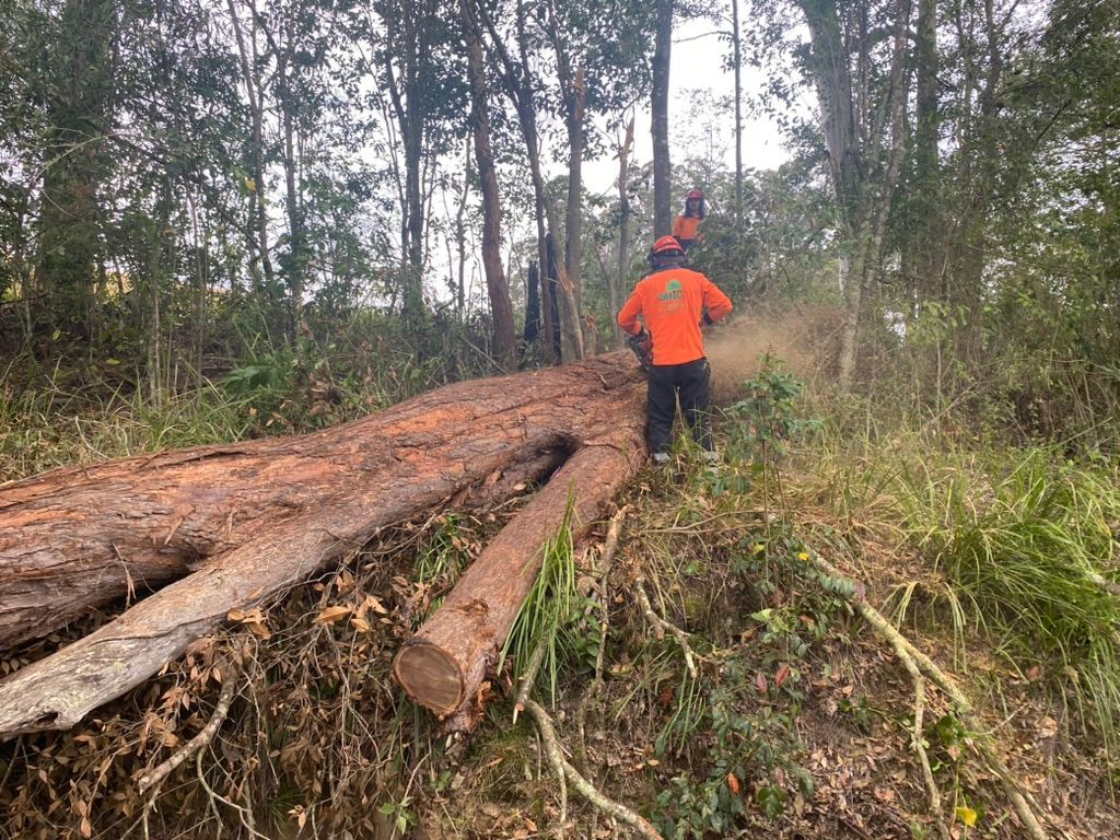 Man in orange sawing a fallen tree with a chainsaw in a wooded area. — MNC Trees in Port Macquarie, NSW