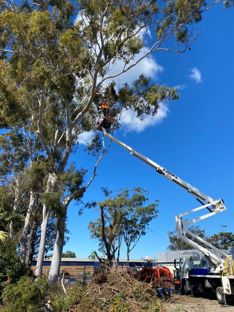 A Man Is Cutting a Tree with A Chainsaw on an Elevated Platform — MNC Trees in Port Macquarie, NSW