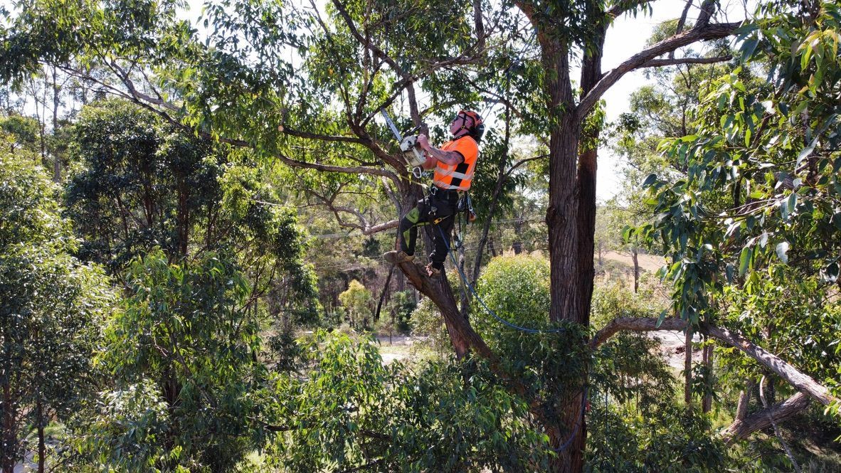 Arborist in an orange vest trimming a large tree, surrounded by greenery, outdoors. — MNC Trees in Port Macquarie, NSW