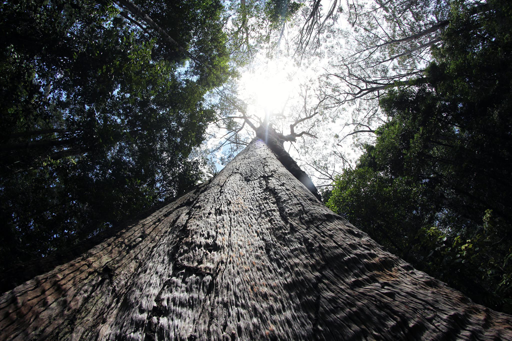 Looking up A Tall Tree Trunk Towards the Bright Sunlight — MNC Trees in Laurieton, NSW