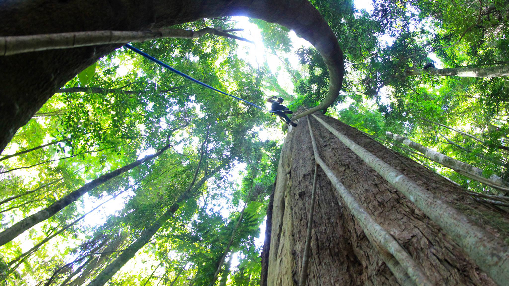 A Arborist Climbing a Tall Tree in a Lush Green Forest — MNC Trees in Lake Cathie, NSW