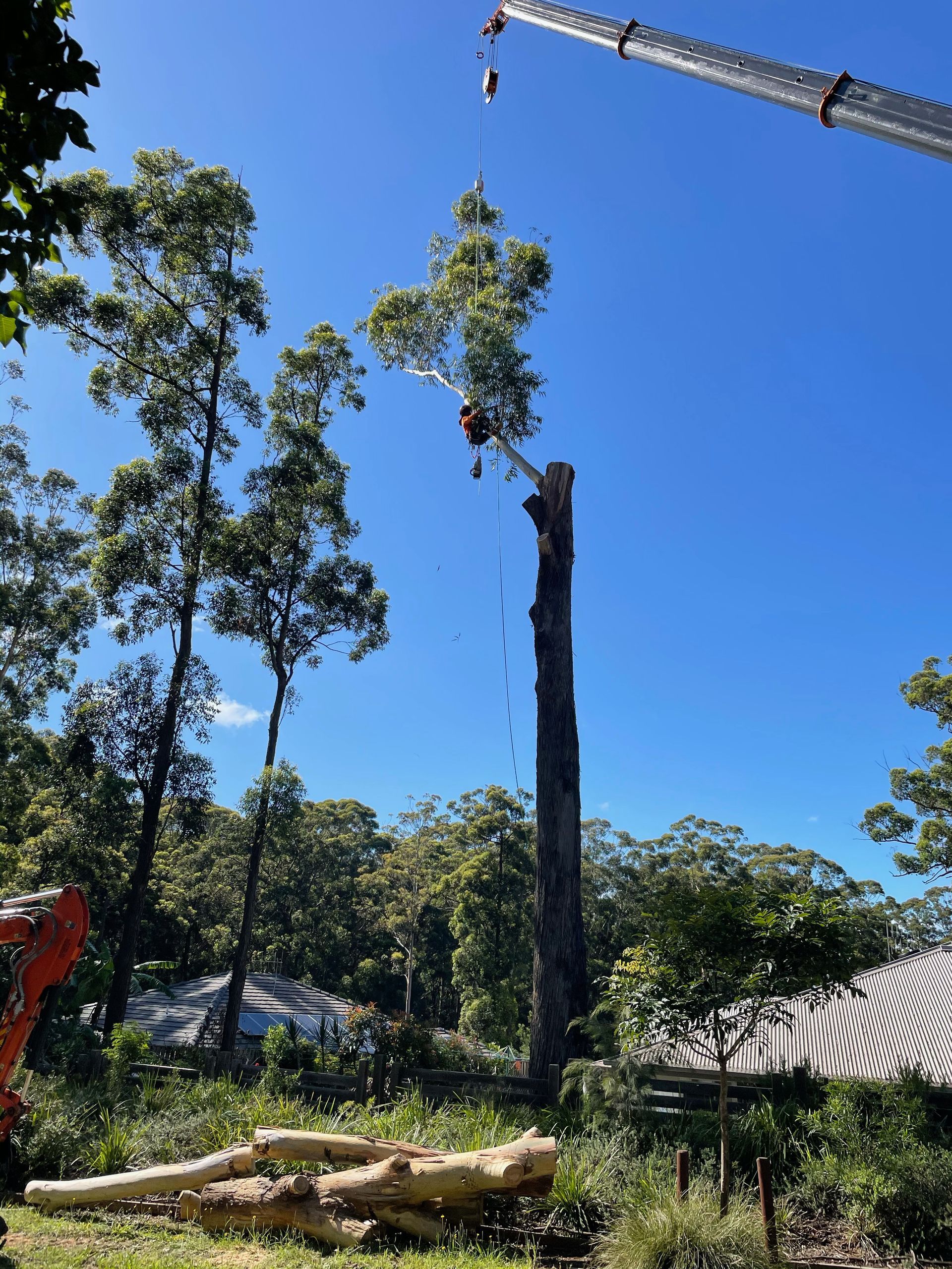 A Tall Tree Being Cut Down with A Crane — MNC Trees in Laurieton, NSW