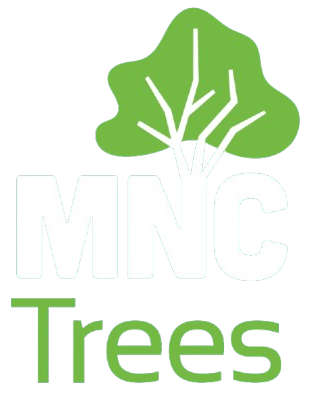 Arborist in Port Macquarie Arborist in Port Macquarie